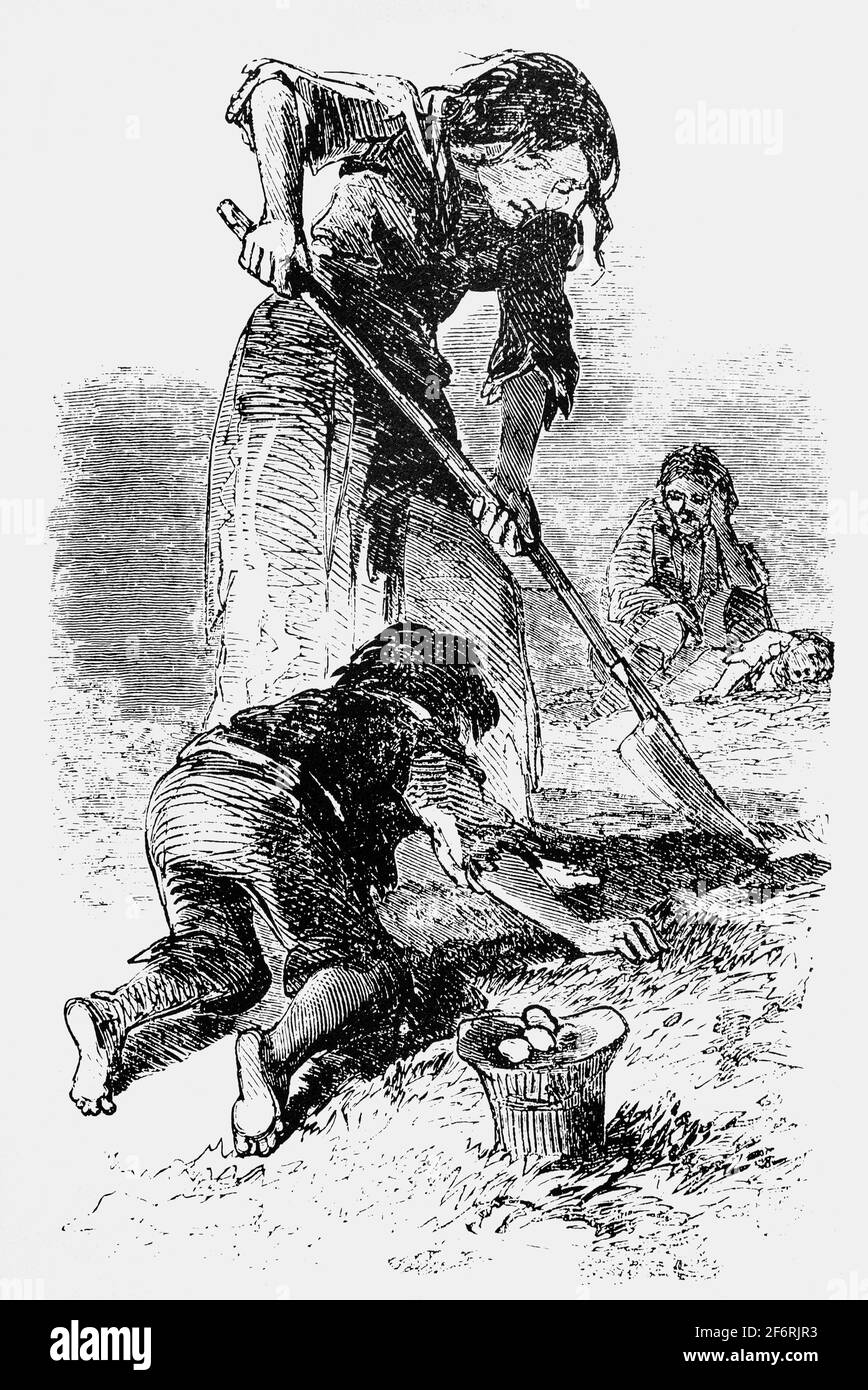 A scene of an impoverished family during The Great Famine aka the Famine (mostly within Ireland) or the Irish Potato Famine (mostly outside Ireland), a period of mass starvation and disease in Ireland from 1845 to 1852 caused by potato blight which infected potato crops. From 1846, the impact of the blight was exacerbated by the British Whig government's economic policy of laissez-faire capitalism. Longer-term causes include the system of absentee landlordism and single-crop dependence. Stock Photo