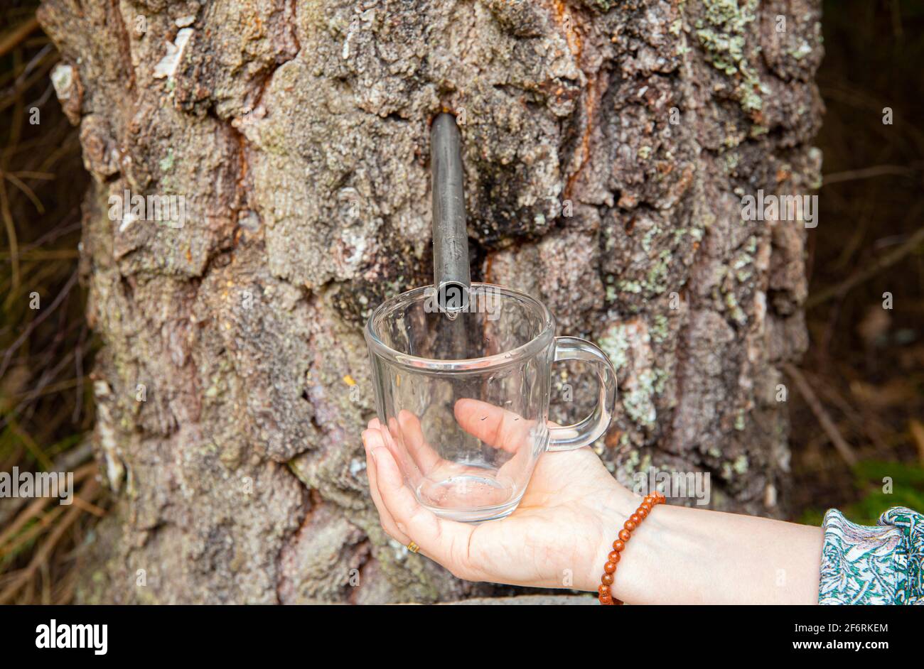 https://c8.alamy.com/comp/2F6RKEM/person-hand-gathering-birch-sap-dripping-from-birch-tree-in-spring-healthy-full-of-vitamin-drink-2F6RKEM.jpg