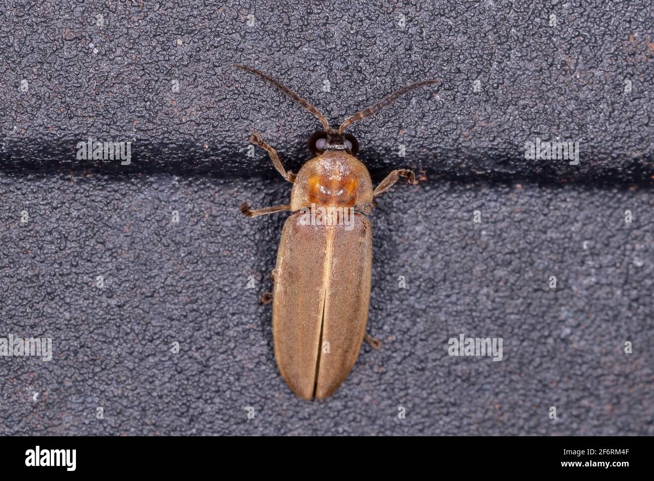 Adul Firefly Beetle of the Family Lampyridae Stock Photo