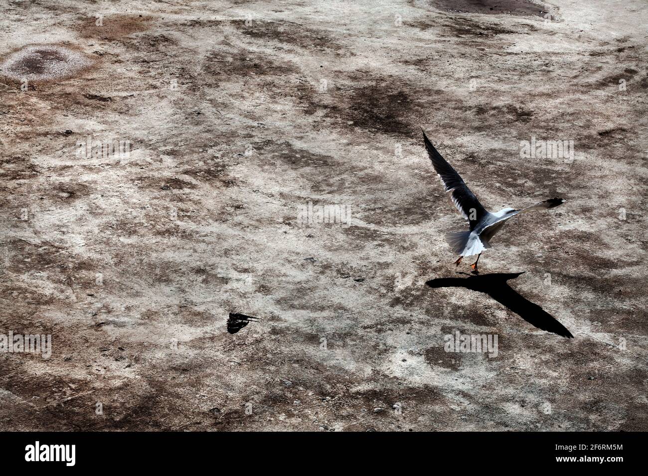 Seagull taking off from emptied lake. Stock Photo