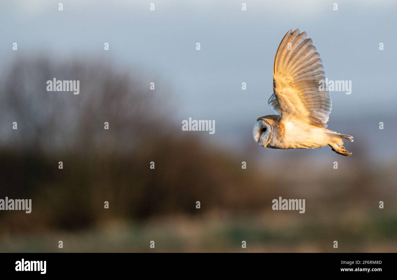 Barn Owl Hunting over Marshland Stock Photo