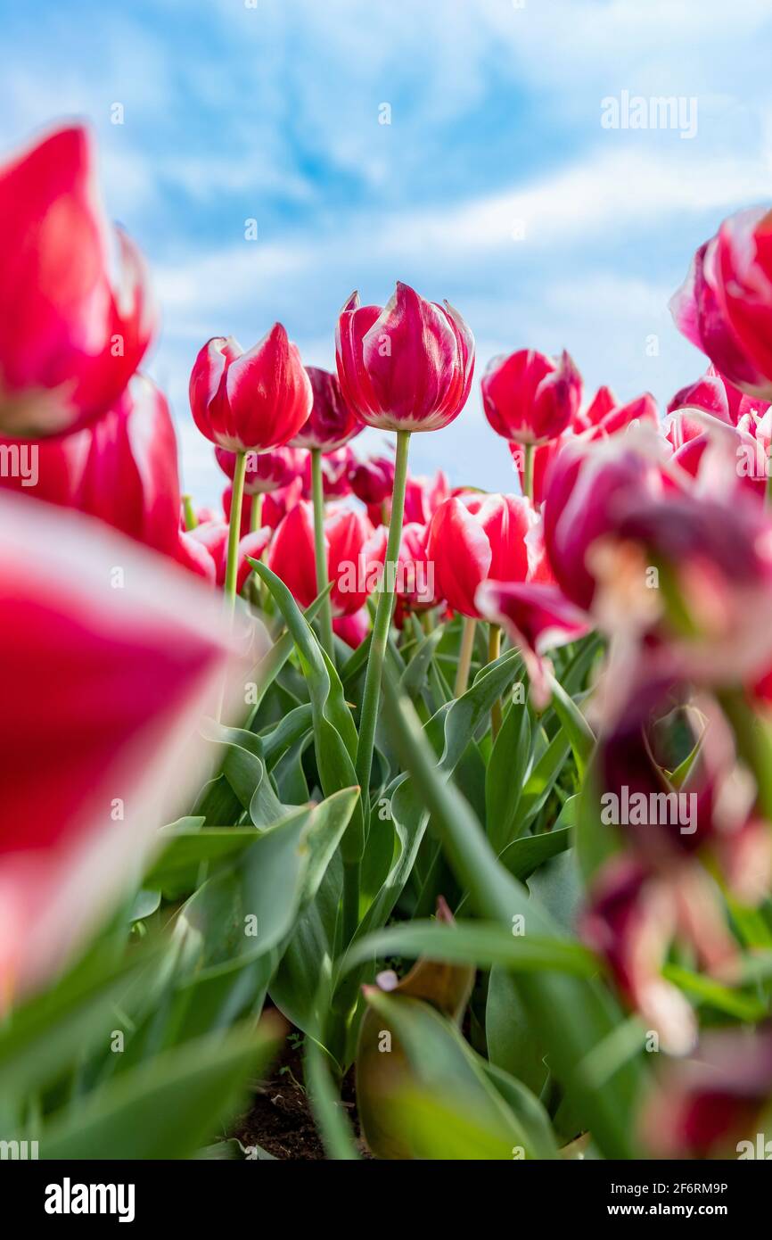 Ant eye view of red and white tulips with green leaves in a field. Blurred flowers in the foreground and a springtime blue sky the background Stock Photo Alamy