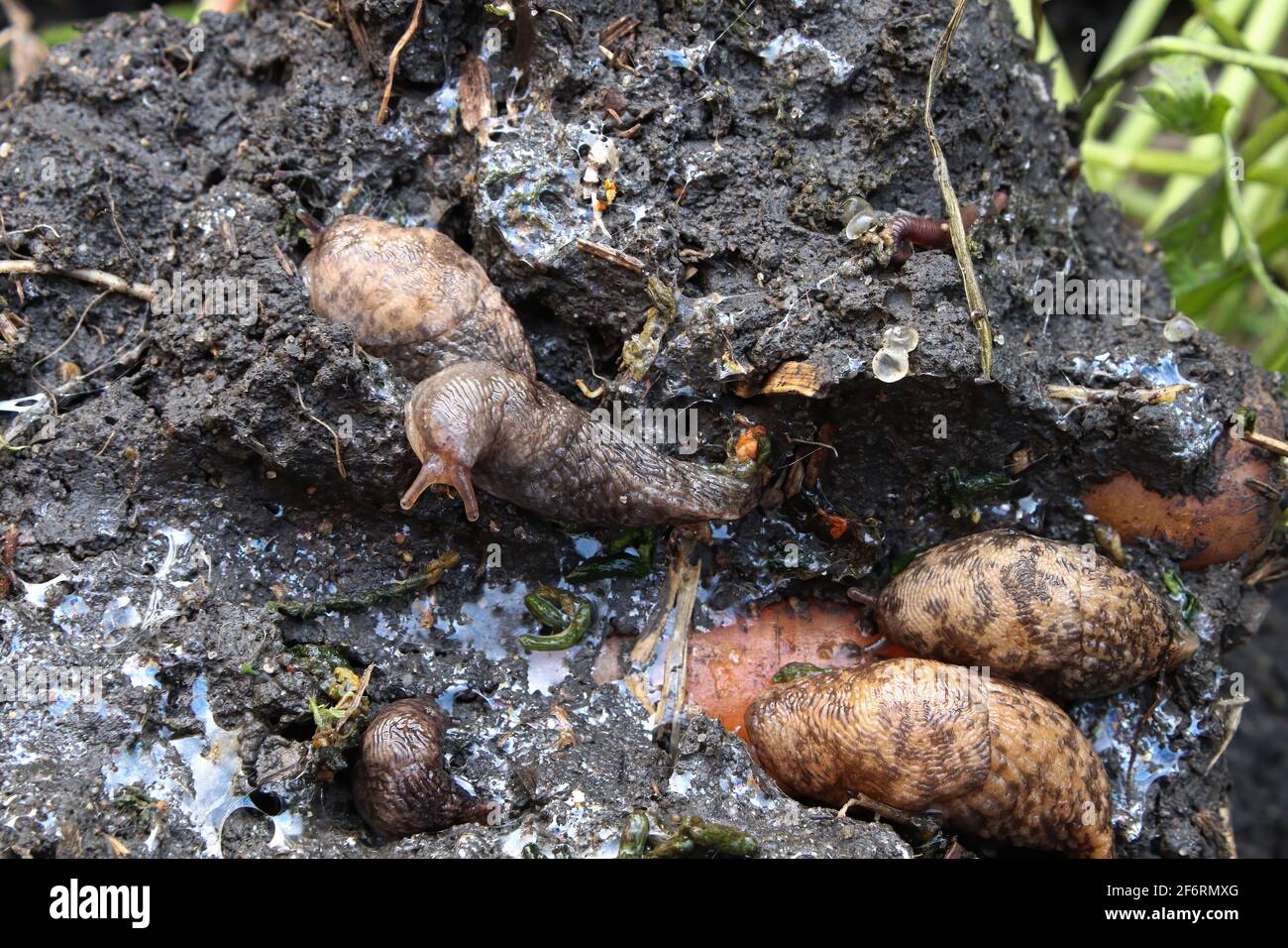 Various slugs hiding in the soil in the garden Stock Photo