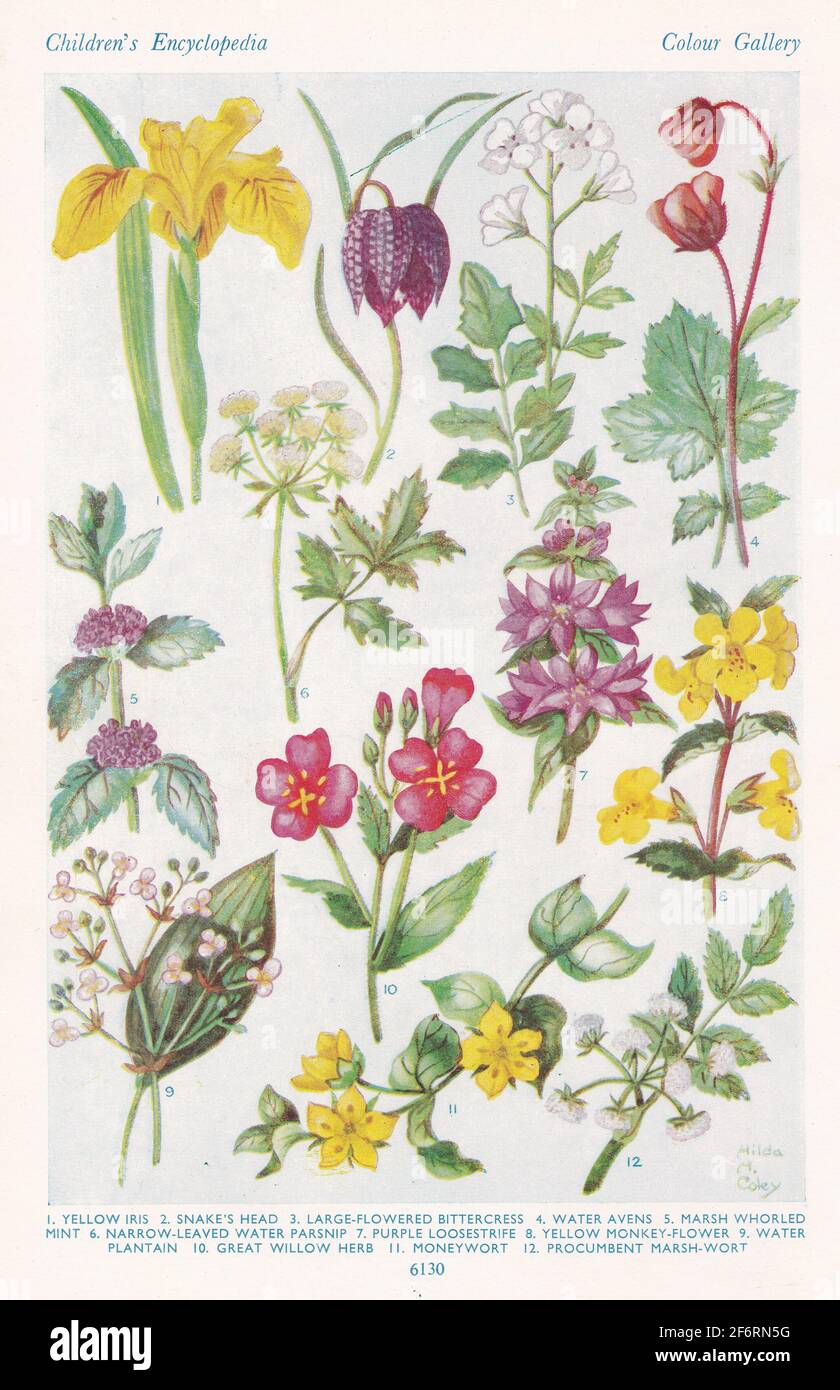 Vintage illustrations of Flowers of the Bogland. Stock Photo