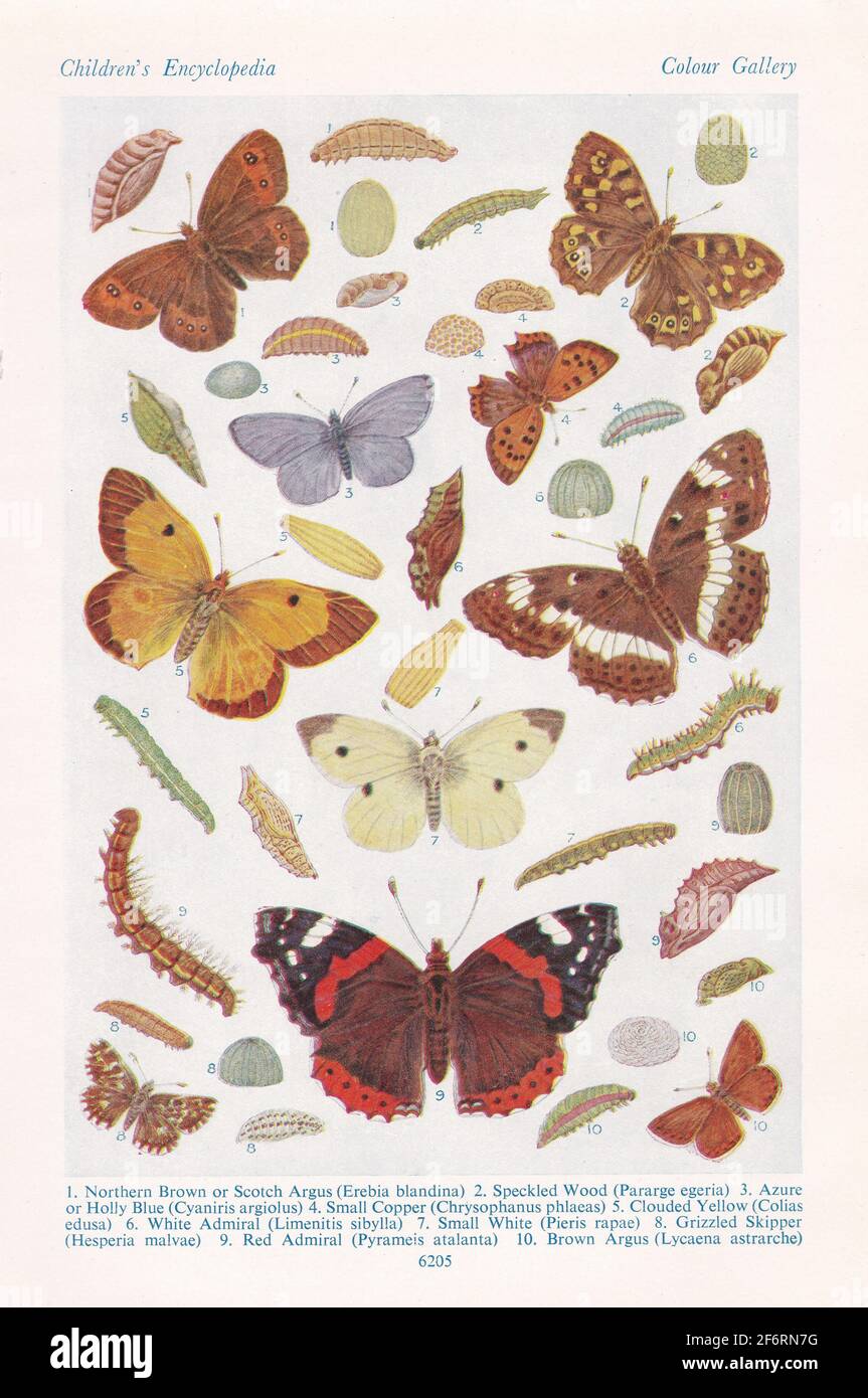 Vintage illustrations of British Butterflies. Stock Photo
