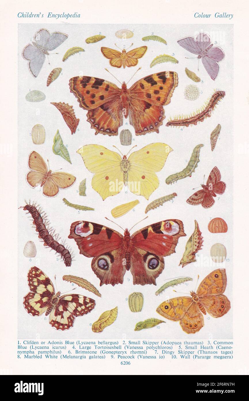 Vintage illustrations of British Butterflies. Stock Photo