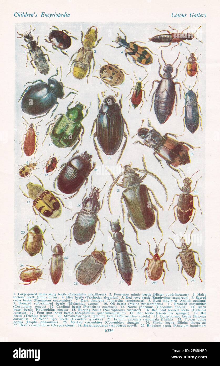 Vintage illustrations of British Beetles Stock Photo