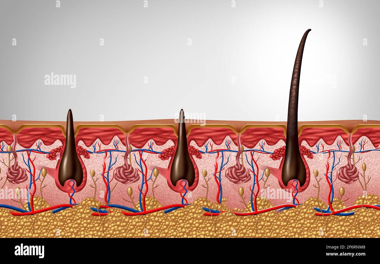 Hair follicle and trichology anatomy close up as a human skin scalp with a shaft emerging as a dermatology medical symbol as a 3D illustration. Stock Photo