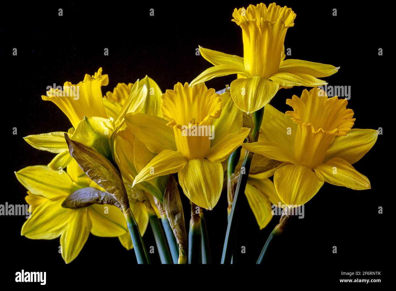 Narcissus is a genus of predominantly spring perennial plants of the
