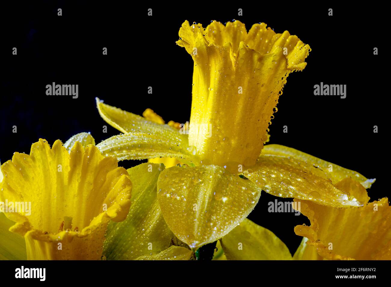 Narcissus is a genus of predominantly spring perennial plants of the