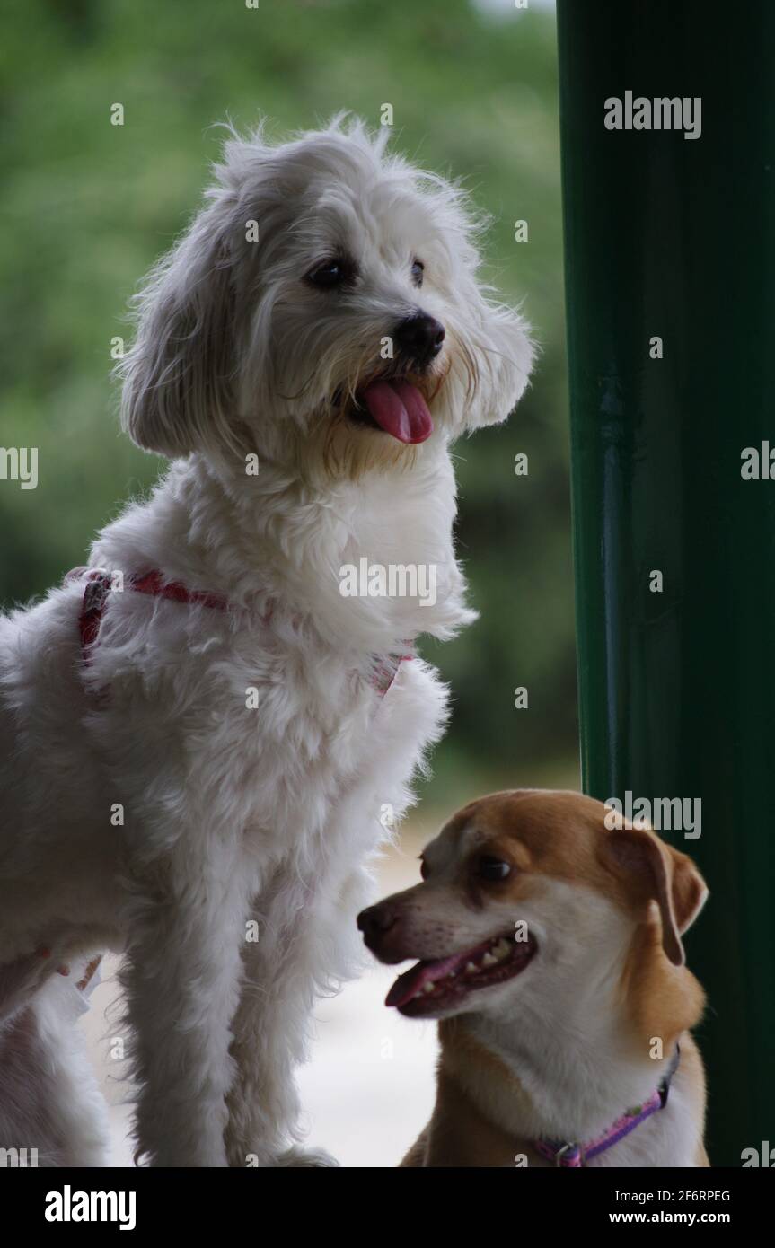 Two dogs with white trail dog breeds and a mix of Shiba Hua and
