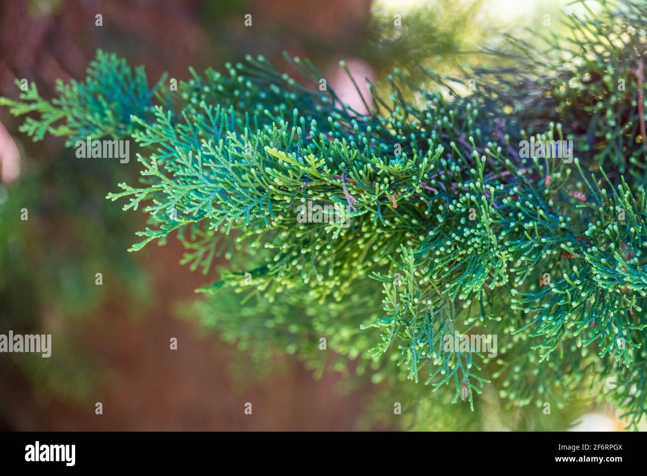 Juniper green branch close up on blurred background. Juniperus excelsa, commonly called the Greek juniper, Stock Photo