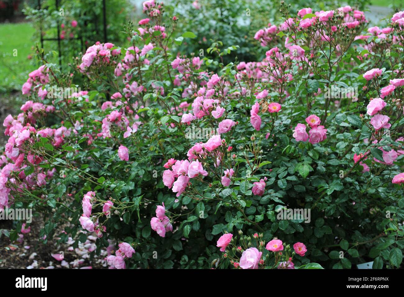 Pink shrub rose (Rosa) Carola blooms in a garden in June Stock Photo