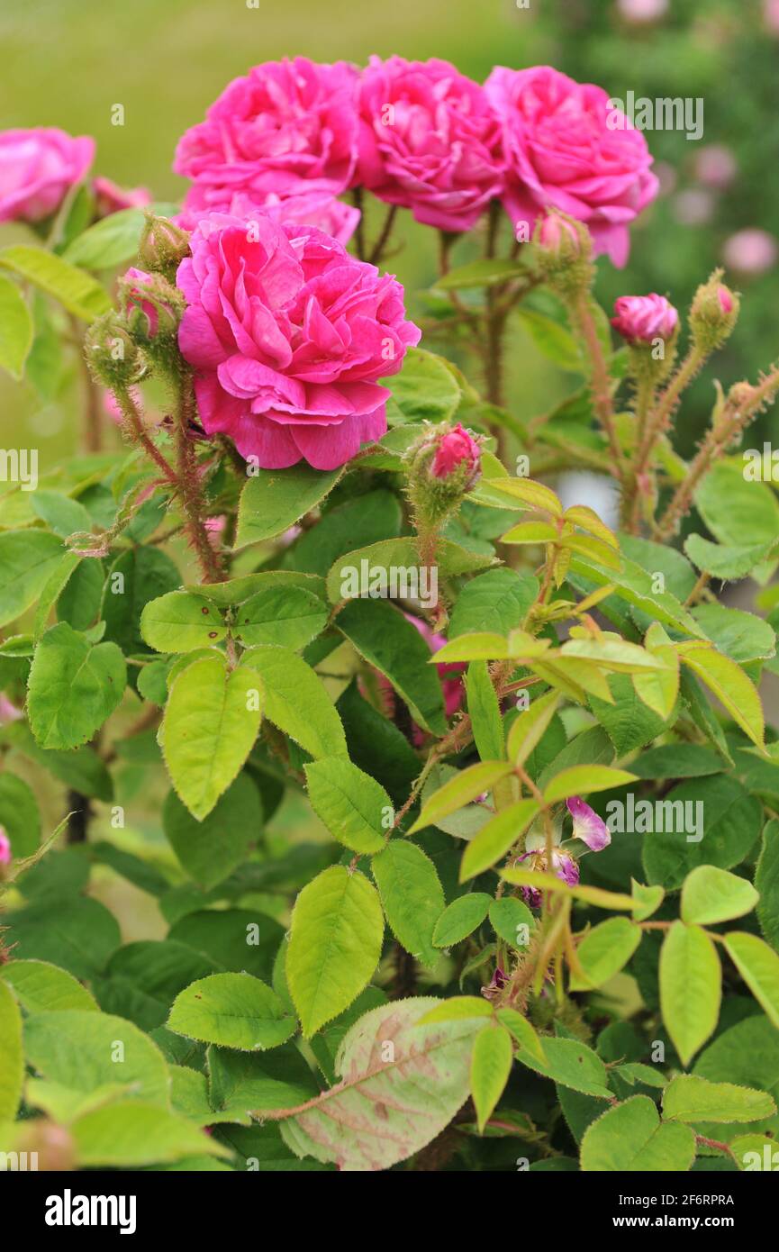 Pink Moss rose (Rosa) Catherine de Wuertemberg blooms in a garden in June Stock Photo