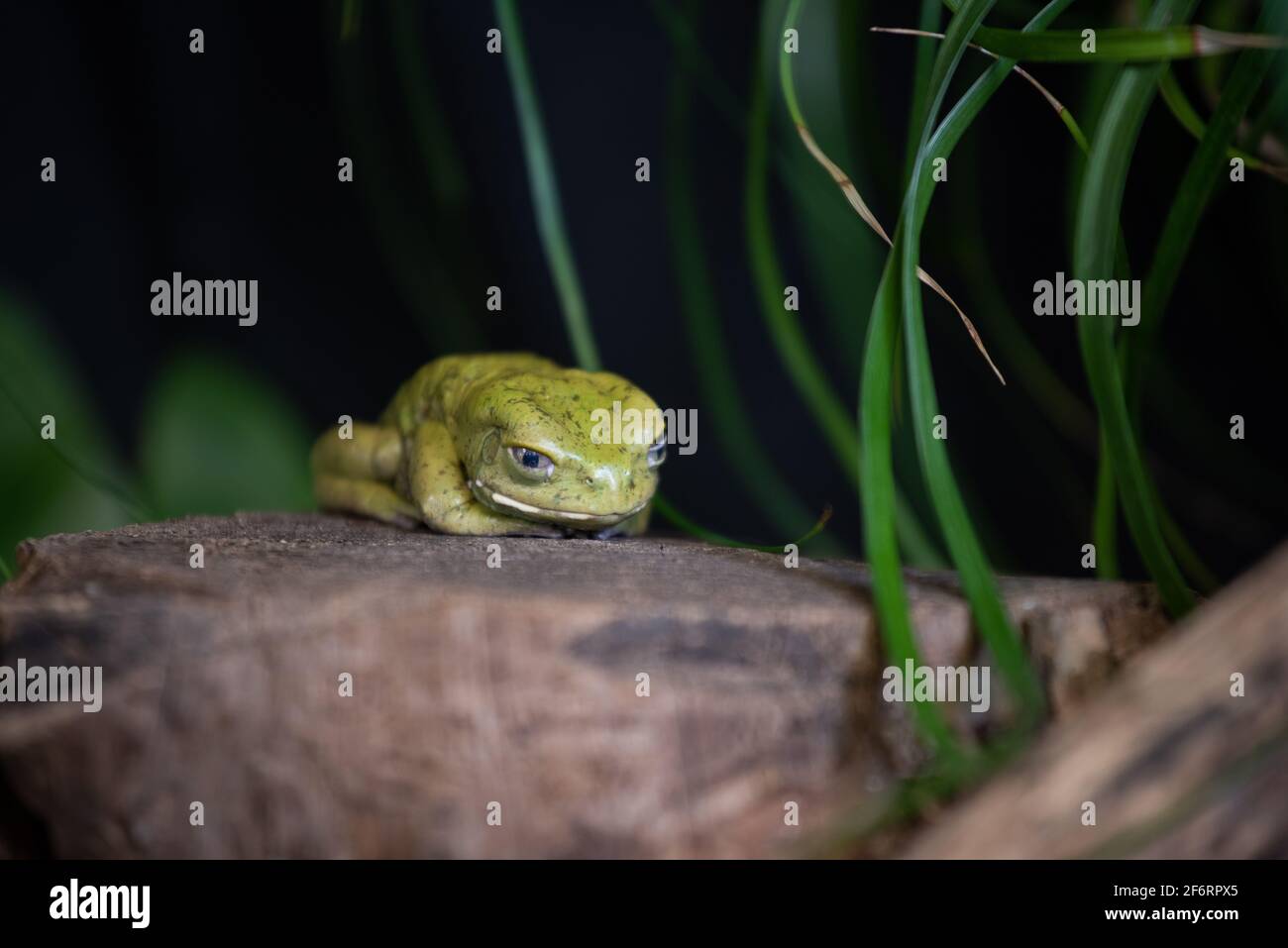 Waxy Tree Frog resting on rock Stock Photo