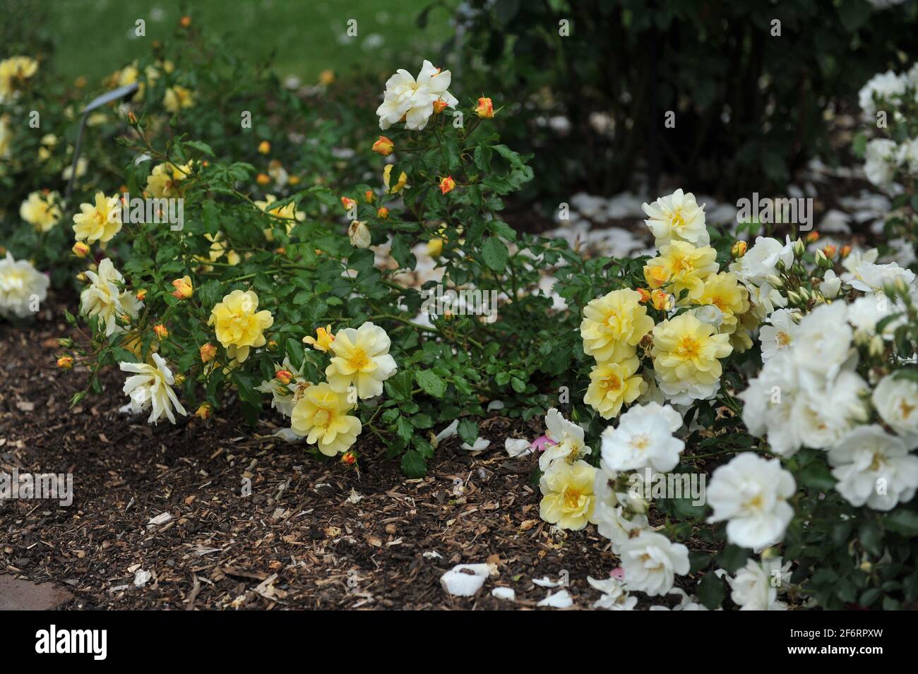 Yellow shrub rose (Rosa) Celina blooms in a garden in June Stock Photo