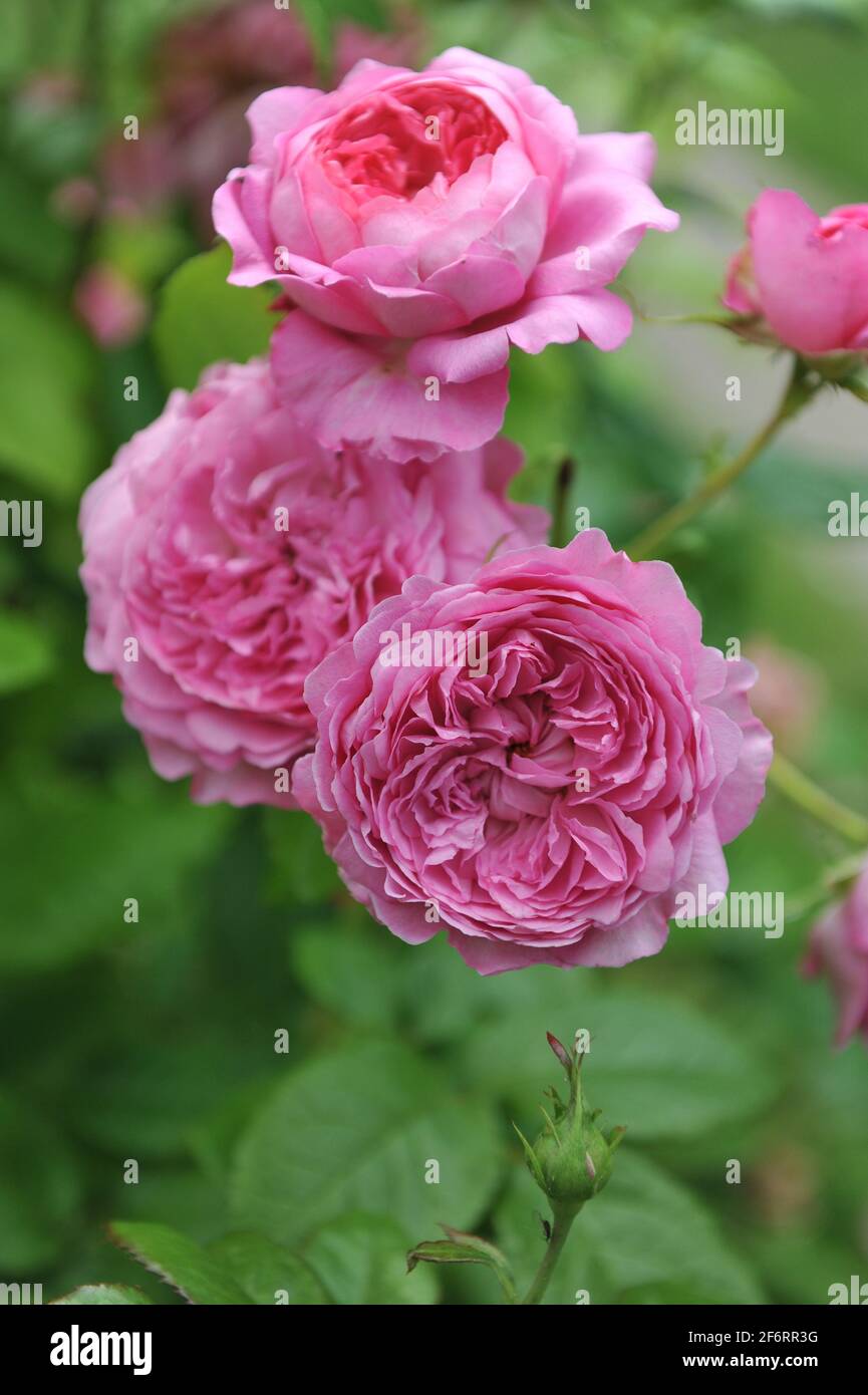 Pink shrub rose (Rosa) Chantal Merieux blooms in a garden in June Stock  Photo - Alamy