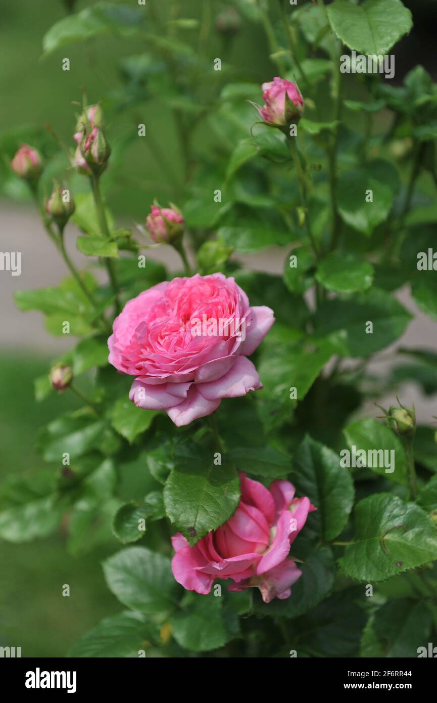 Pink shrub rose (Rosa) Chantal Merieux blooms in a garden in June Stock  Photo - Alamy
