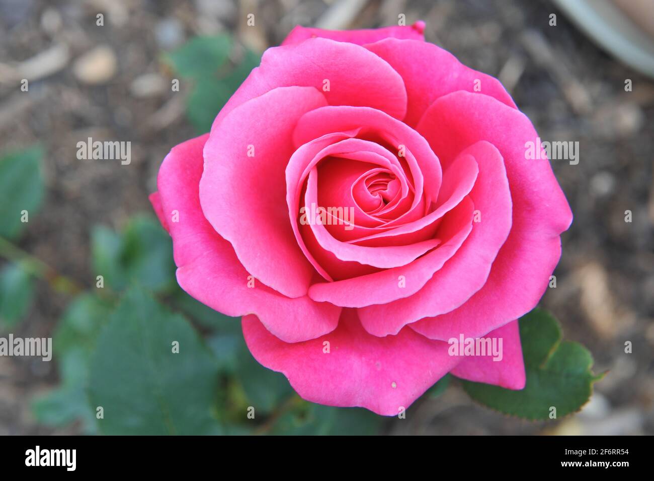 Pink Hybrid Tea rose (Rosa) Charisma blooms in a garden in June Stock Photo