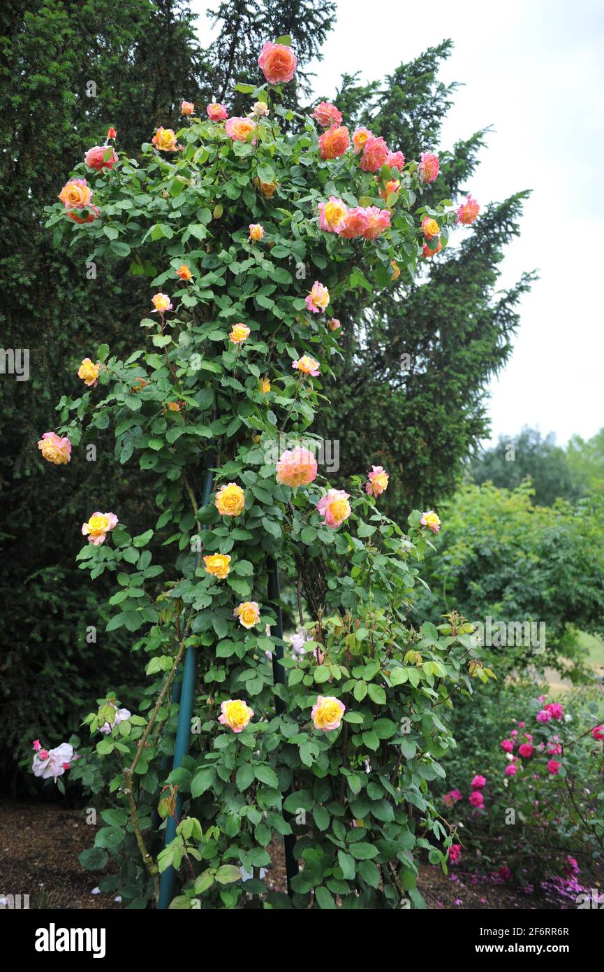 Apricot-yellow shrub rose (Rosa) Charles Austin blooms in a garden in June Stock Photo