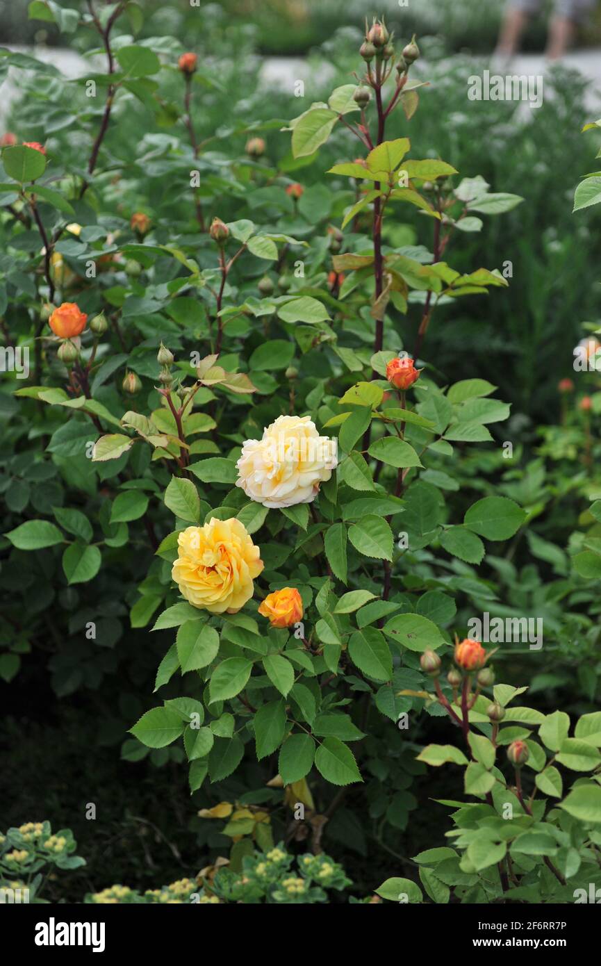 Apricot-yellow shrub rose (Rosa) Charles Austin blooms in a garden in June Stock Photo