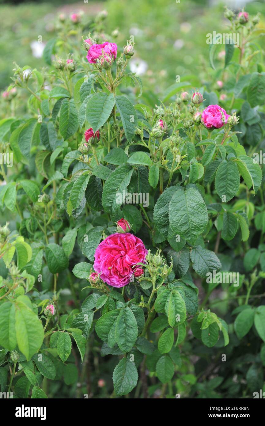 Rosa gallica hi-res stock photography and images - Alamy