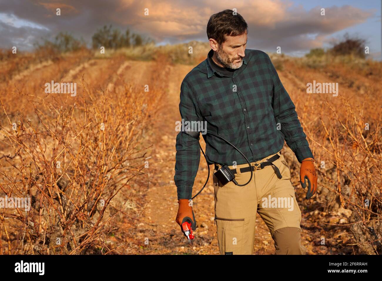 Farmer with electric pruning shears, Vineyard, Rioja, Spain, Europe. Stock Photo