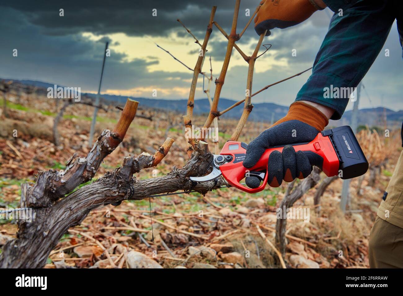 Farmer with electric pruning shears, Vineyard, Rioja, Spain, Europe