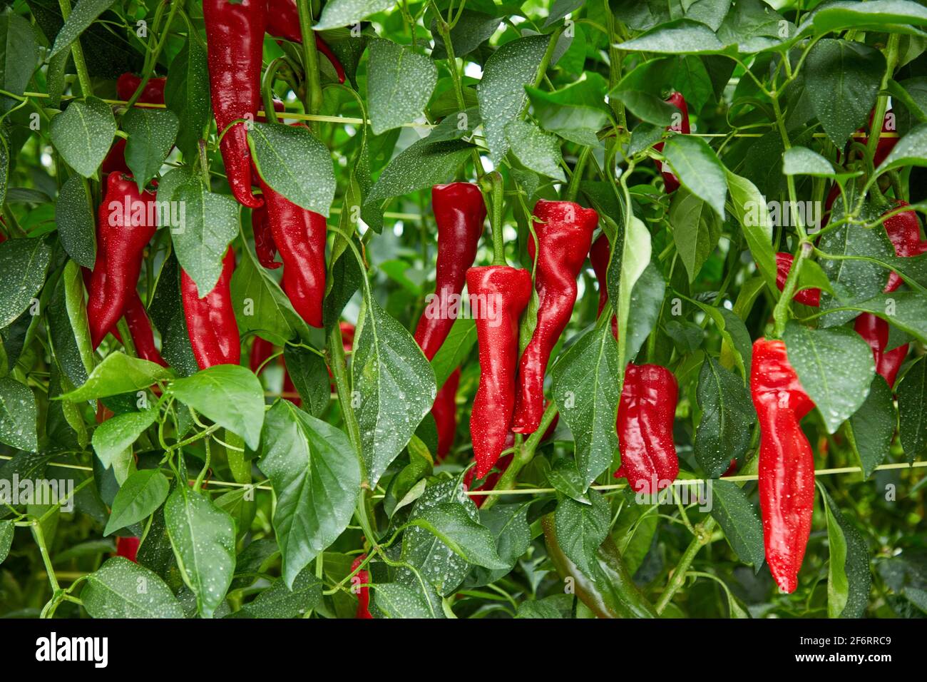Greenhouse pepper cultivation, Institute for Agricultural Research and Development and the Natural Environment, Basque Country, Spain, Europe. Stock Photo