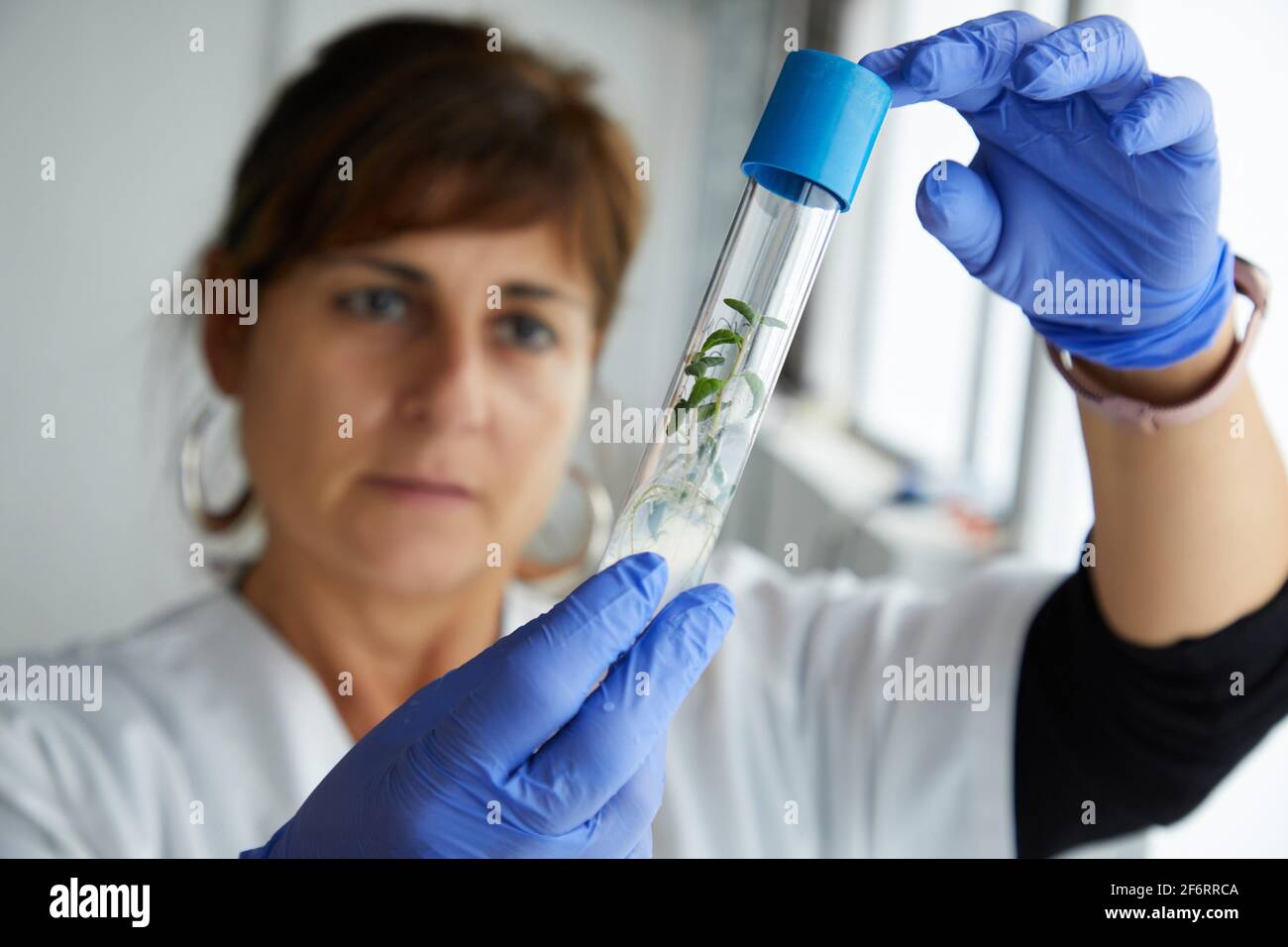 In vitro culture, Plant Production and Protection, Biotechnology Laboratory, Institute for Agricultural Research and Development and the Natural Stock Photo
