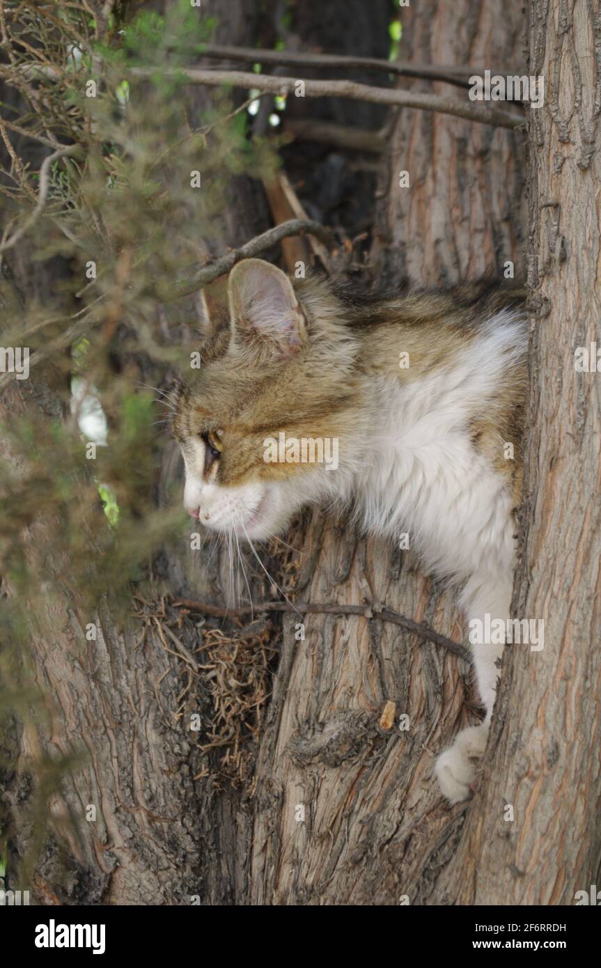 Cream and white persian cat hires stock photography and images Alamy