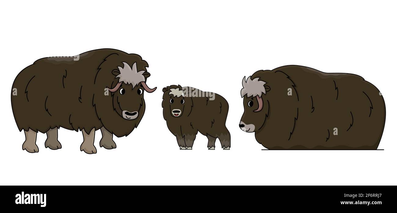 Set of three vector outline cartoon isolated hand drawn Muskoxes. Illustration on white background, Side view of a doodle Muskox or Ovibos moschatus Stock Vector