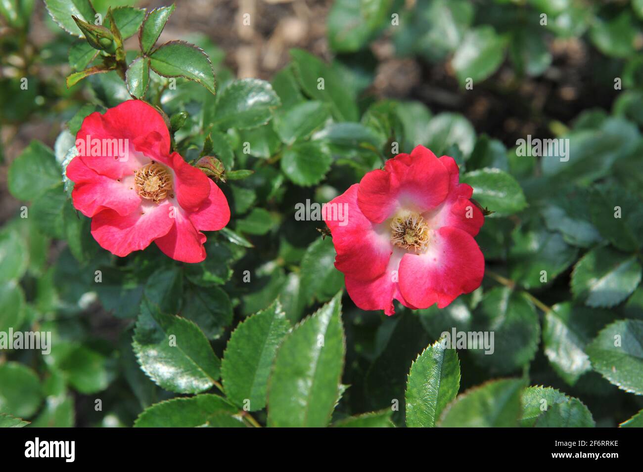 Deep pink shrub rose (Rosa) Cherry Lips blooms in a garden in June Stock Photo