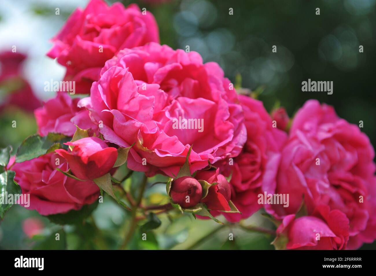 Deep pink shrub rose (Rosa) Cherryade blooms in a garden in June Stock ...