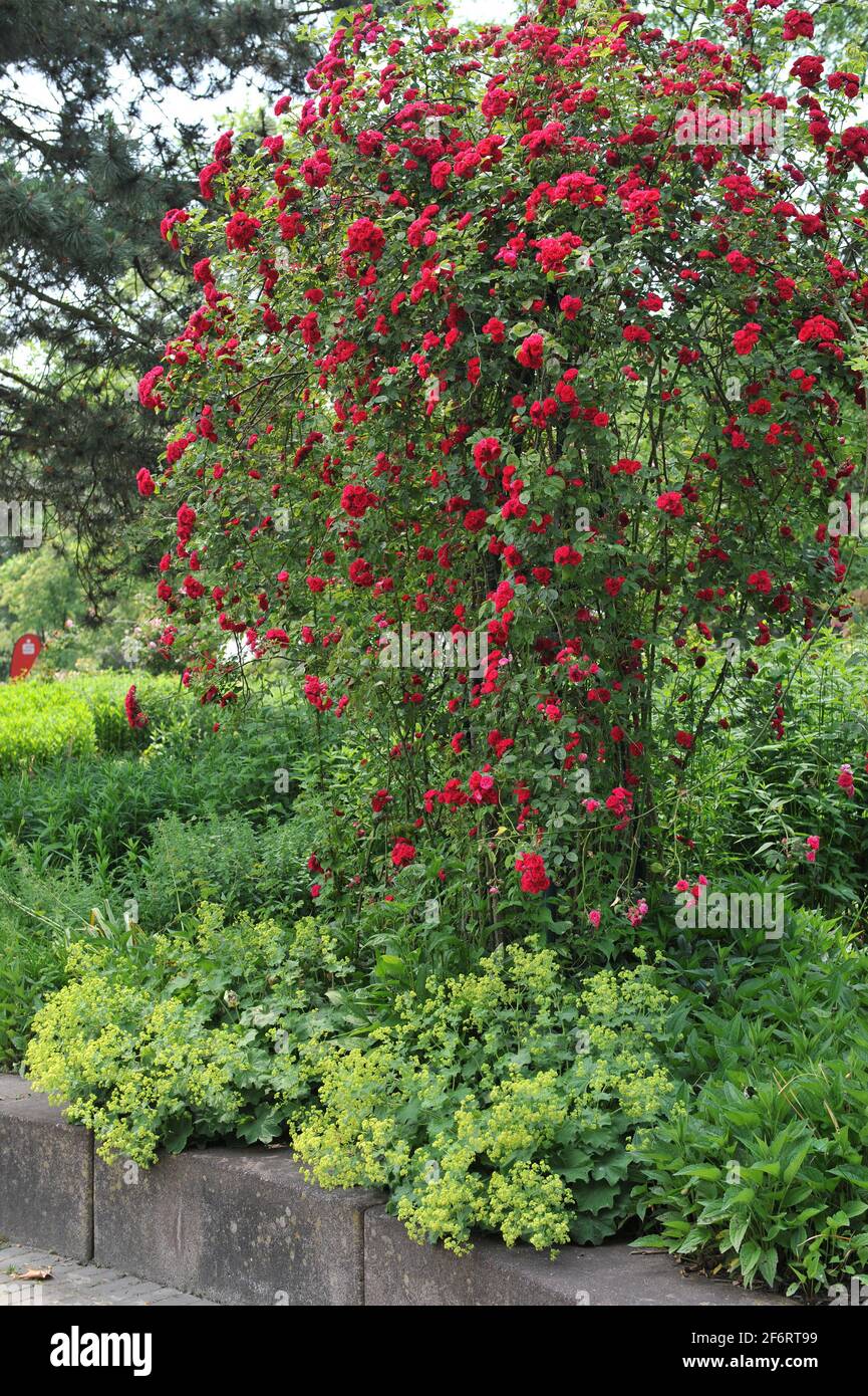 Dark red Hybrid Multiflora rose (Rosa) Chevy Chase blooms in a garden in June Stock Photo