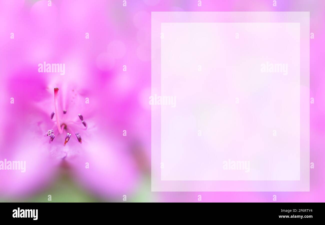 Mock up concept with pink azalea. Transparent rectangular copy space. Blurred background, macro flower. Spring, summer template for greeting card Stock Photo