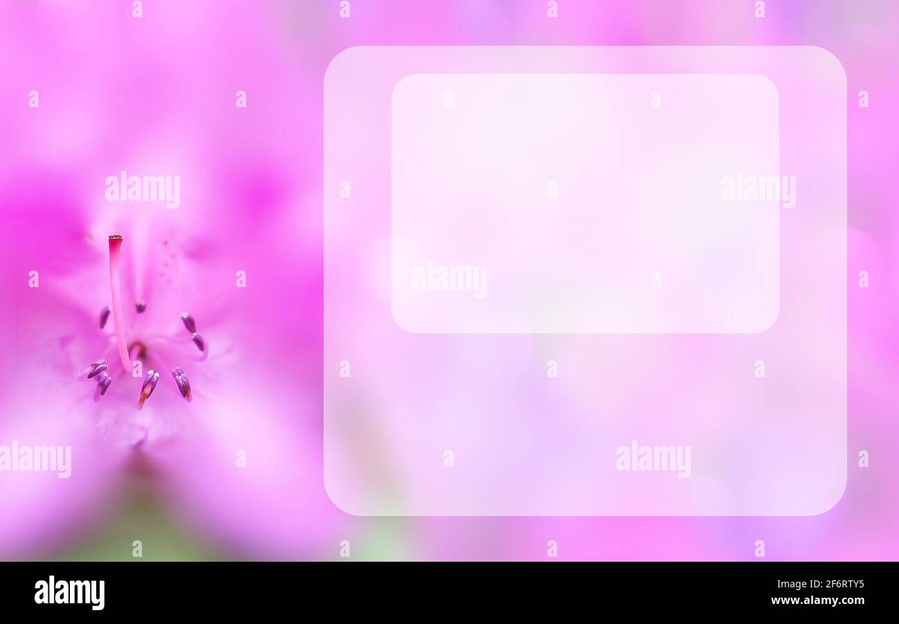 Mock up concept with pink azalea. Transparent rectangular copy space. Blurred background, macro flower. Spring, summer template for greeting card Stock Photo