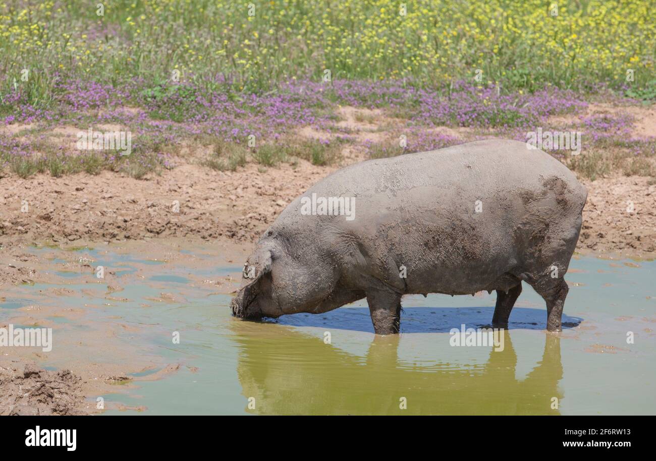 Hairless breed of black iberian pig. Extremadura, Spain. Enjoying the mud. Stock Photo