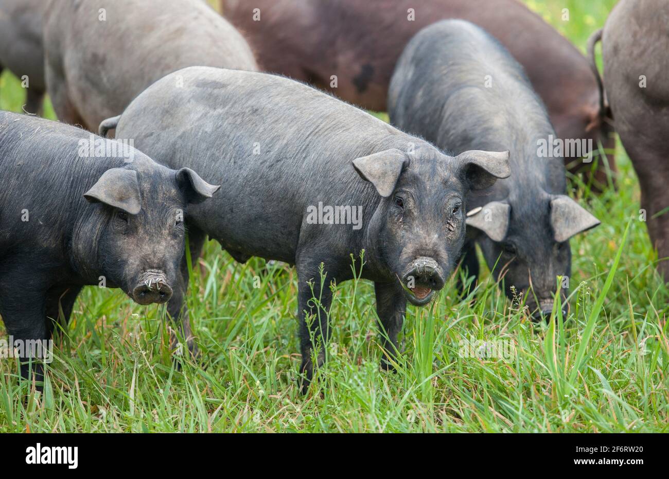 Black Iberian piglets running free through the tall grass. Badajoz province, Extremadura, Spain. Stock Photo