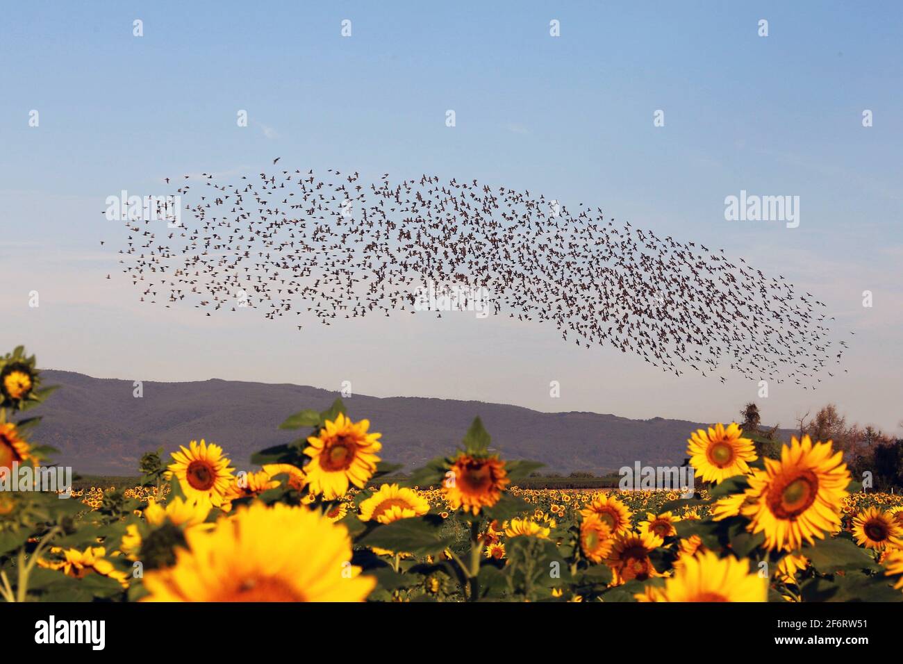 Natural spectacle flock of starlings, here in the Palatinate (Germany). Stock Photo