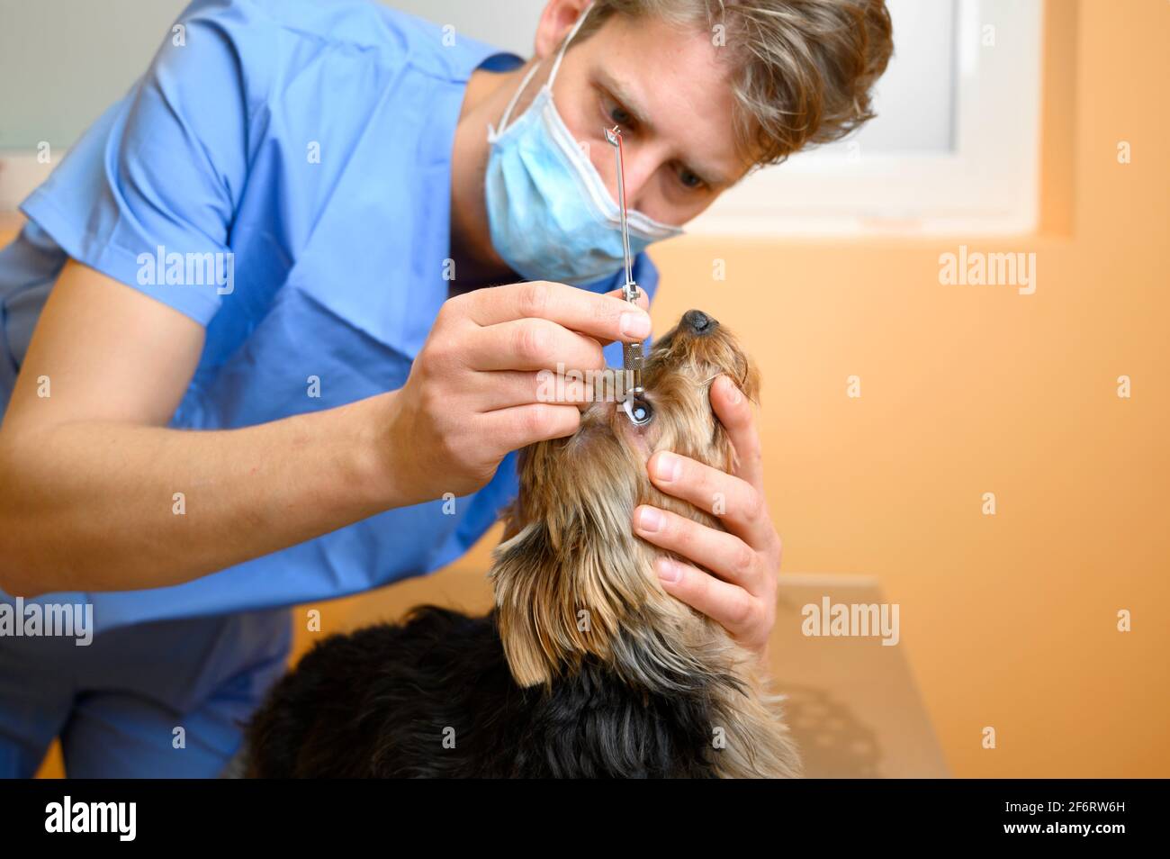 Male professional veterinarian doctor examining dog eye. High quality photo. Stock Photo