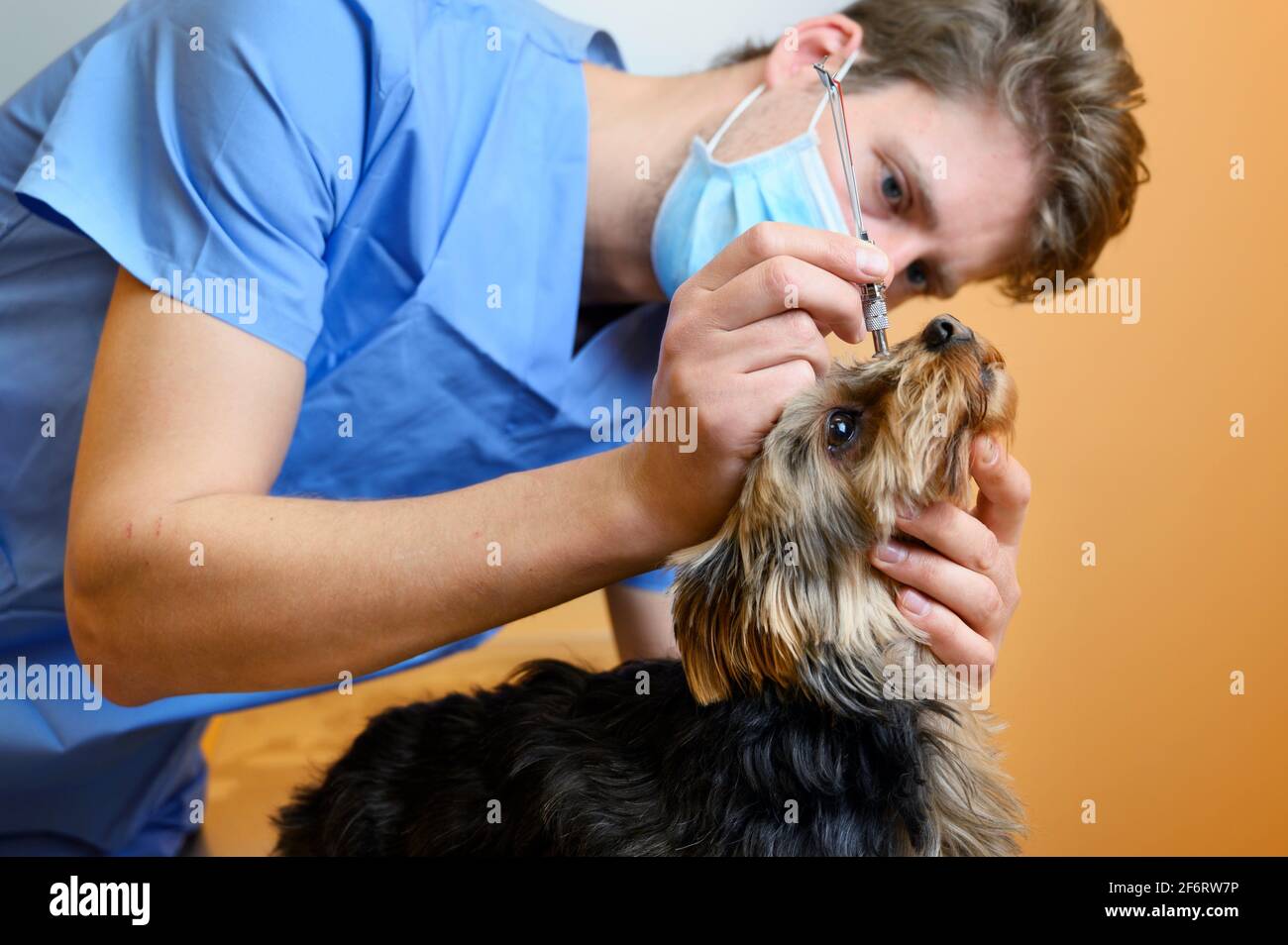 A veterinary ophthalmologist makes a medical procedure, examines a dog eyes blood pressure at a veterinary clinic. Examination of a dog with an Stock Photo