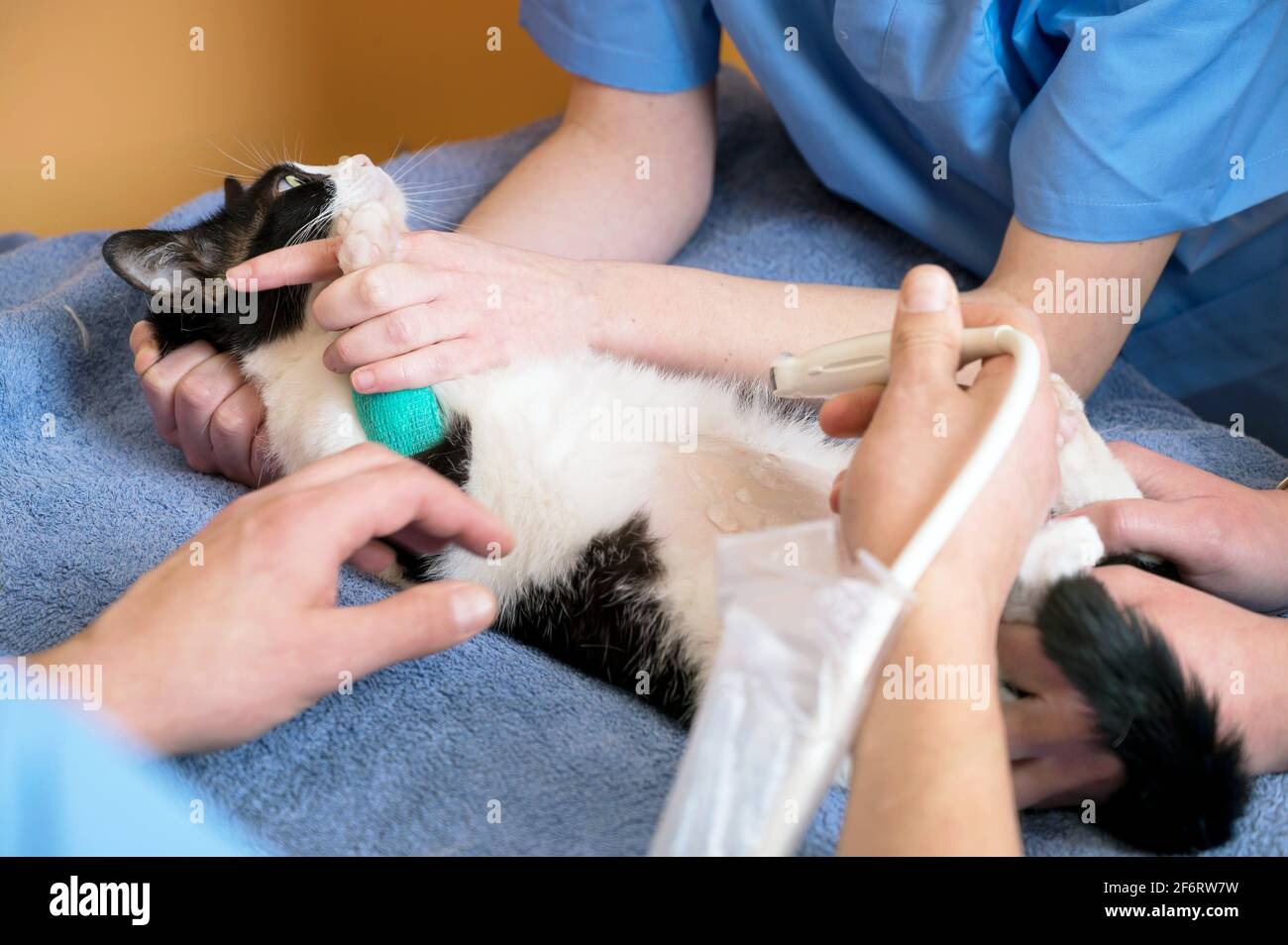 Veterinary teamwork makes an ultrasound examination of a cat. Cat on