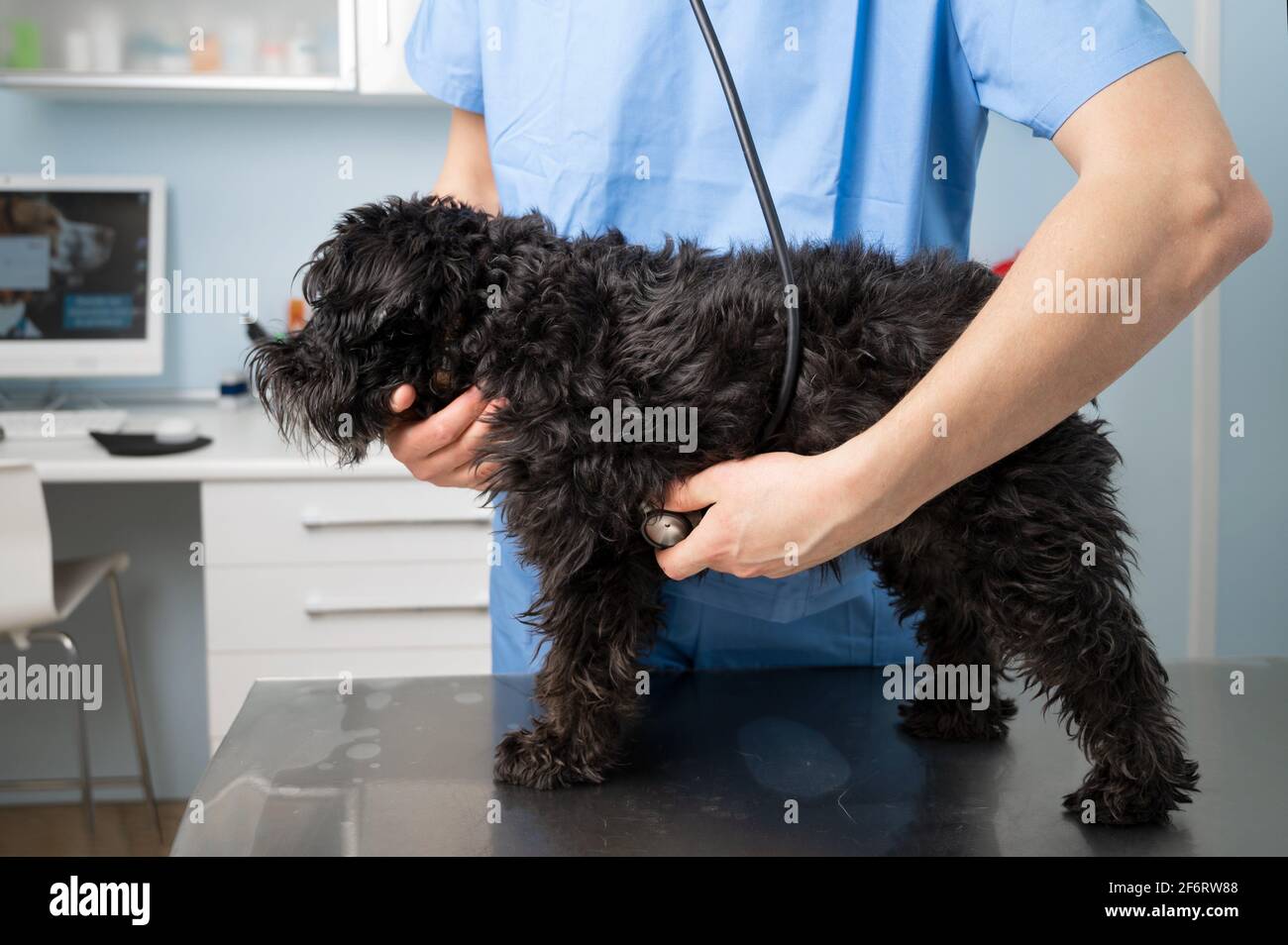 Veterinary, examining a dog , with stethoscope at clinic. High quality