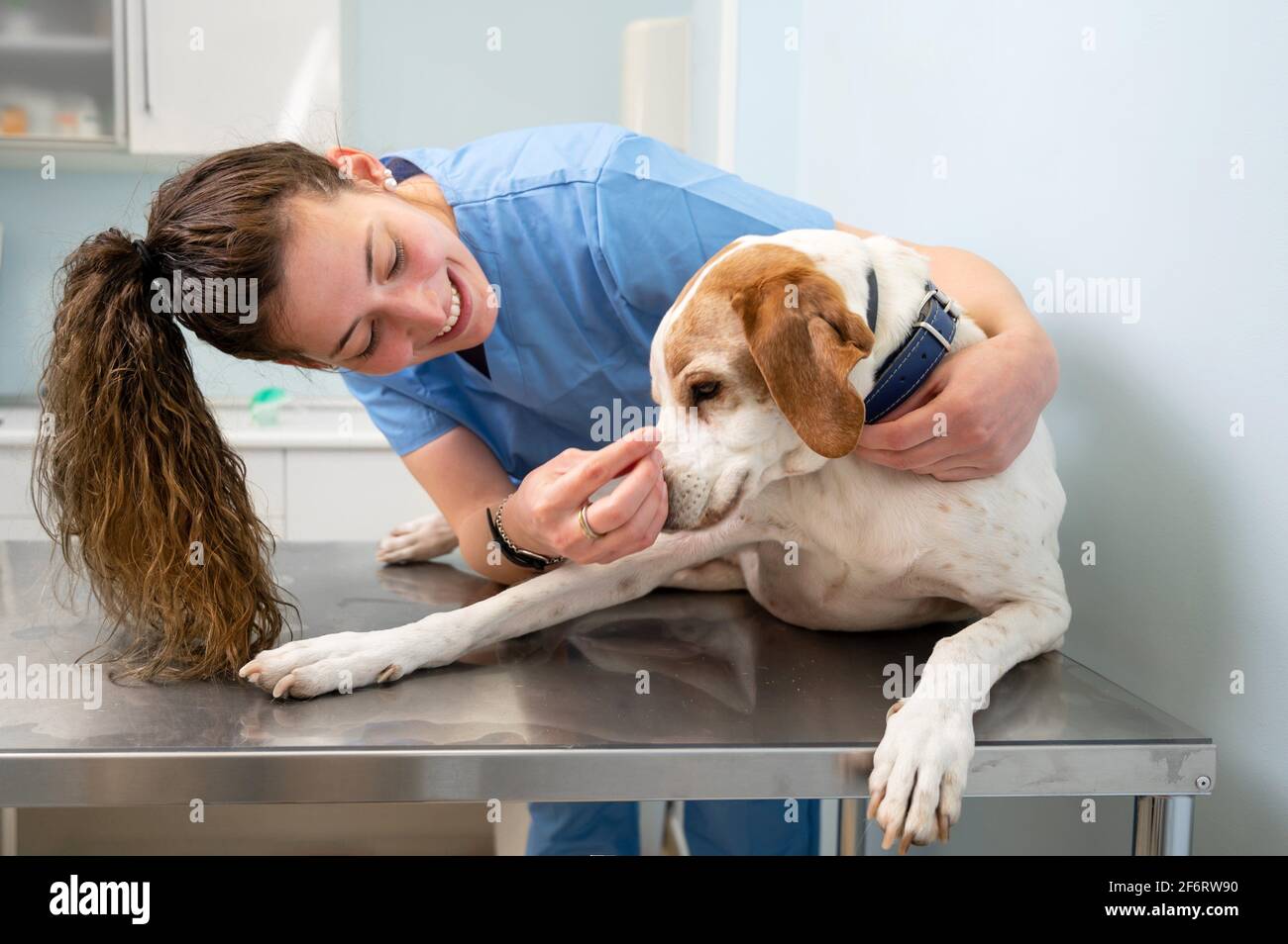 Veterinary nurse hires stock photography and images Alamy