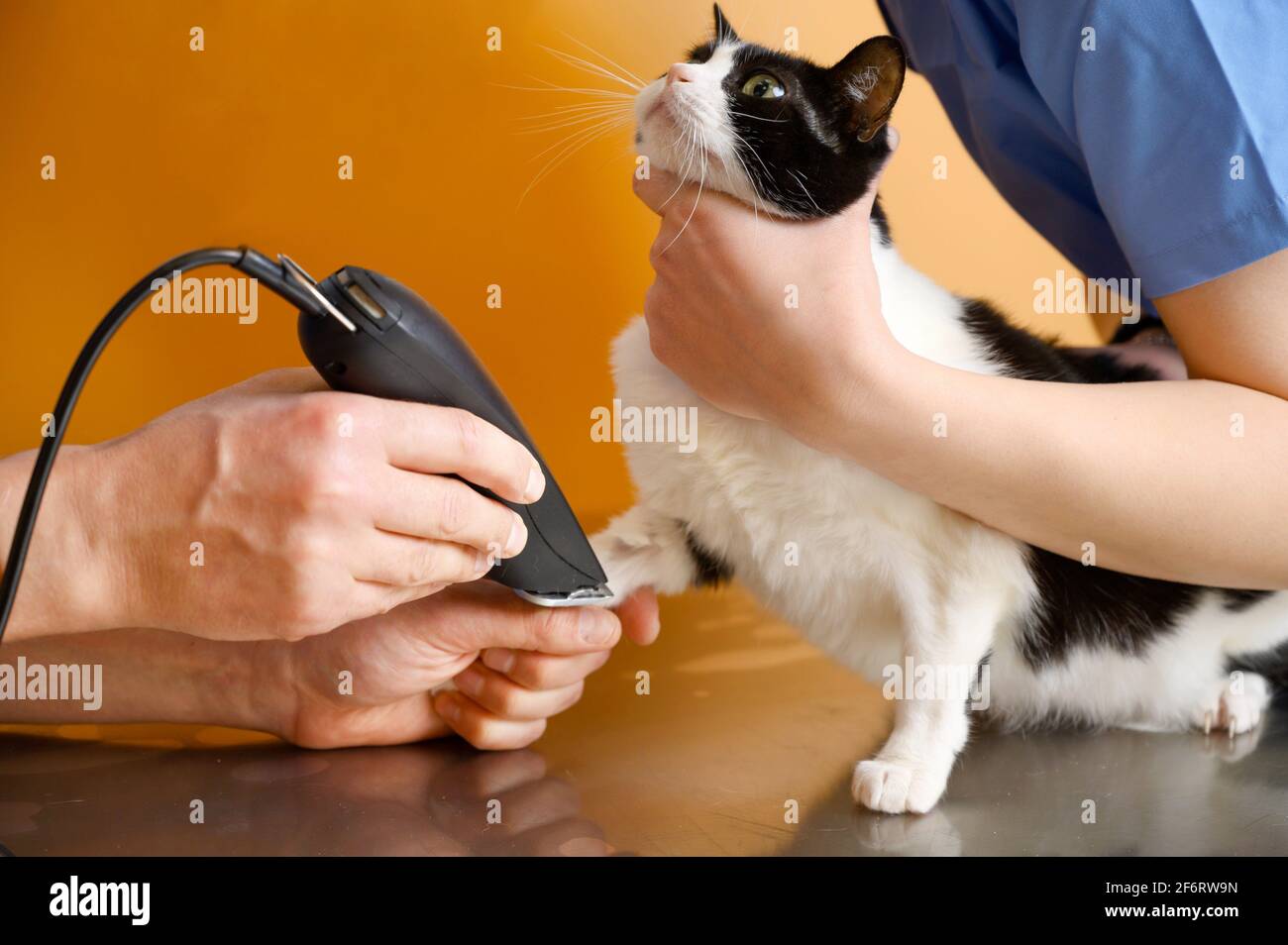 Veterinary assistant hires stock photography and images Alamy