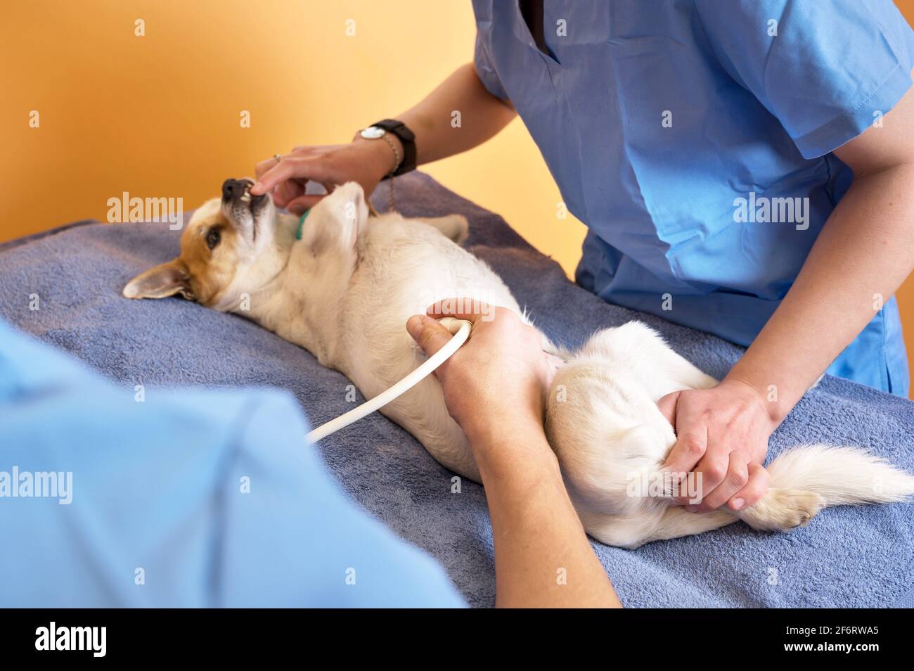 Veterinary teamwork makes an ultrasound examination of a dog. Dog on
