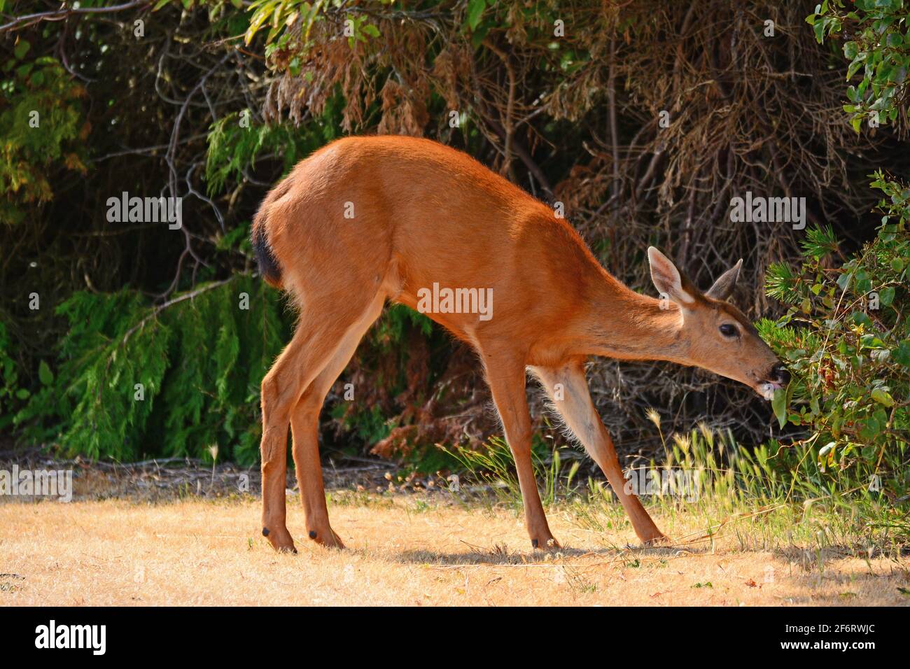 Blacktailed deer eat fresh leaves, North America Stock Photo Alamy