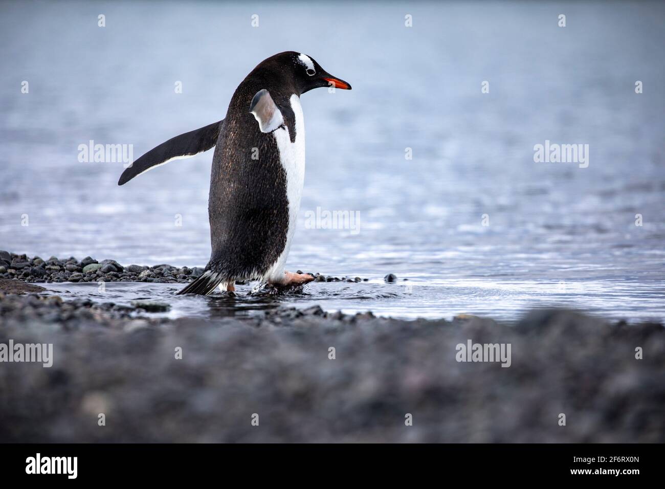 Gentoo penguin waddles in water from cold sea in Antarctica. Stock Photo
