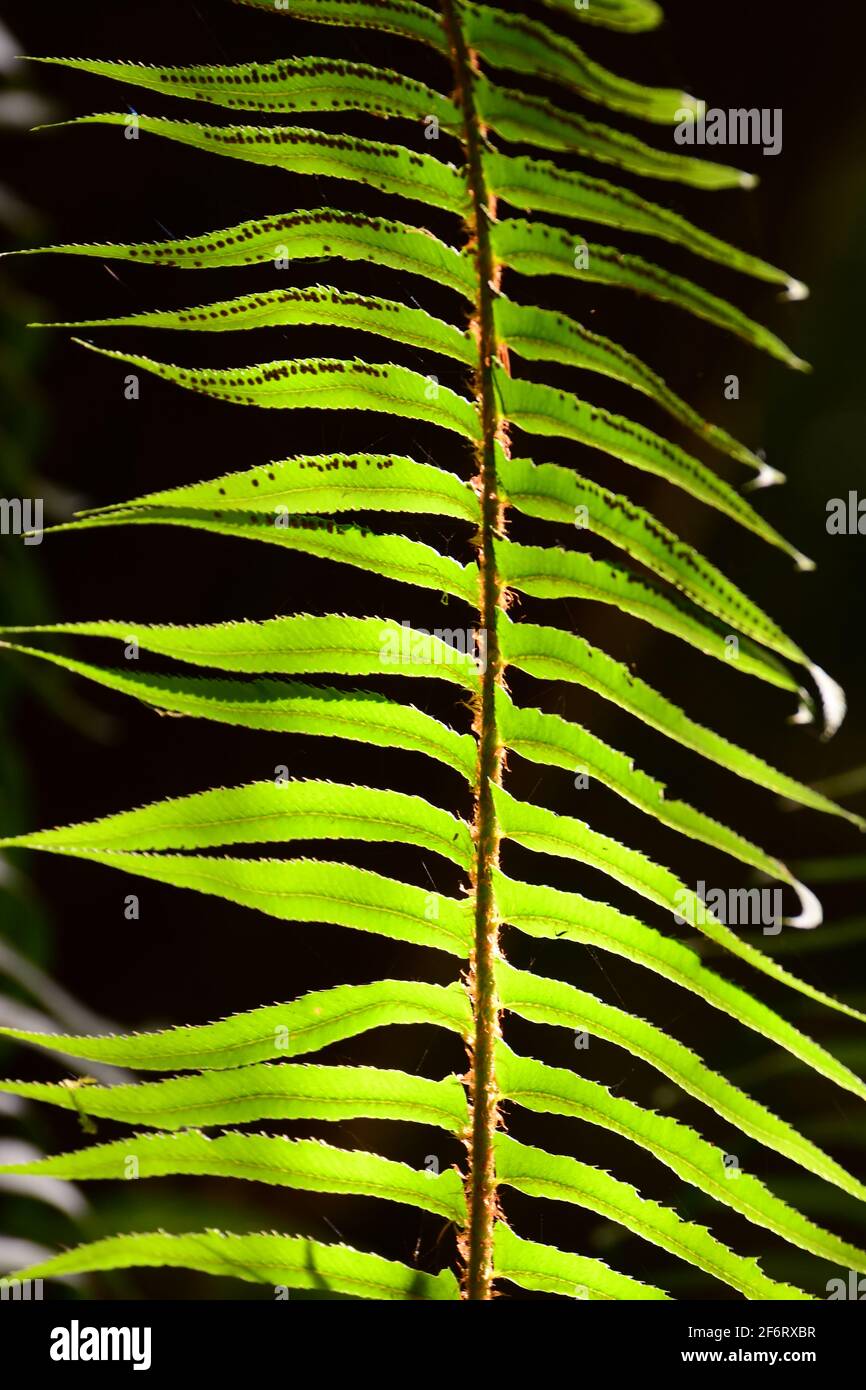 Fern leaf in sunlight Stock Photo